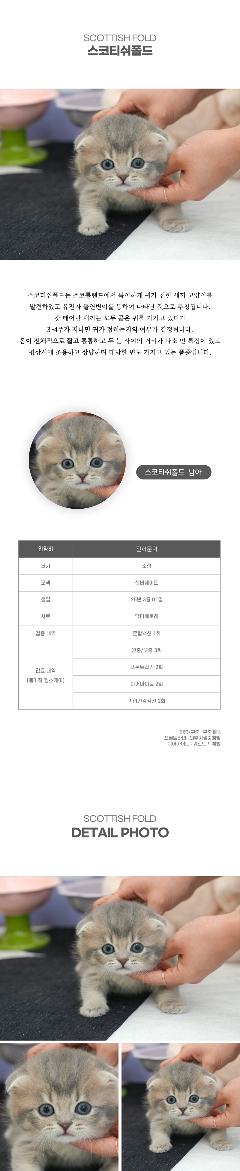 스코티쉬폴드_상세이미지_2